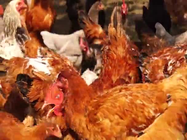 Landwirtschaft Hühnerfarm Hühner — Stockvideo