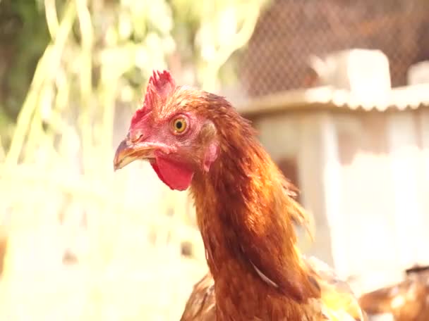 Agricultura Granja Pollos Pollos — Vídeo de stock