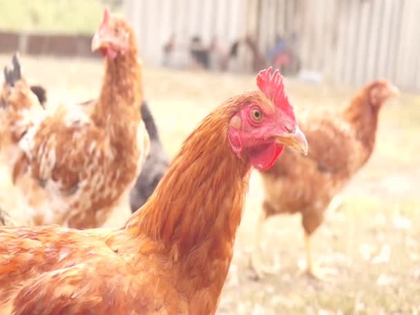 Agriculture Chicken Farm Chickens — Stock Video