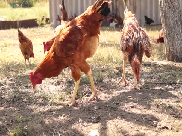 Agricultura Granja Pollos Pollos — Vídeo de stock