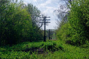 Elektrik hatları. Elektrik şoku. Elektrik var. Ormanda eski elektrik direkleri.