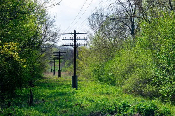 Elektrik hatları. Elektrik şoku. Elektrik var. Ormanda eski elektrik direkleri.