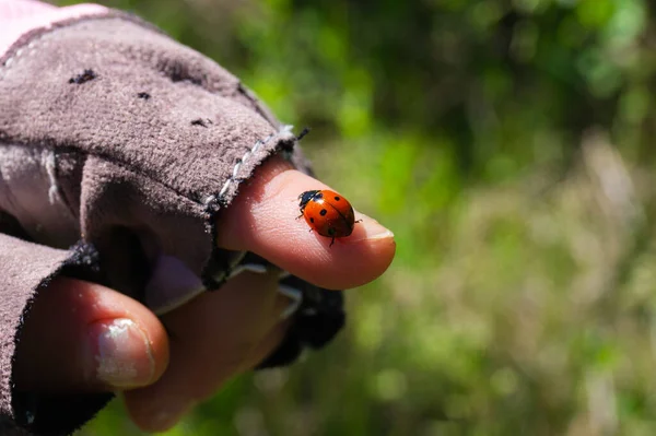 Coccinellidae. Coccinella septempunctata. Bug. Beetles. Insect. Invertebrate.