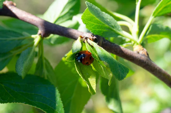 Coccinellidae Coccinella Septempunctata Insectos Besouros Inseto Invertebrado — Fotografia de Stock