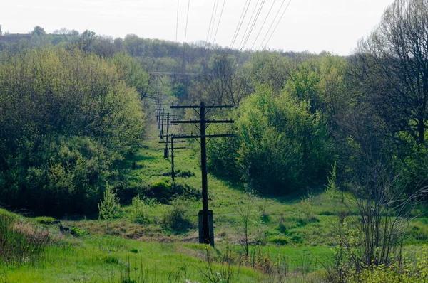 Líneas Eléctricas Electrificación Electricidad Antiguos Postes Eléctricos Bosque — Foto de Stock