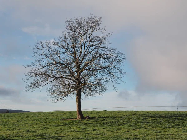 Yalnız ağaç arka planda gökyüzü ile