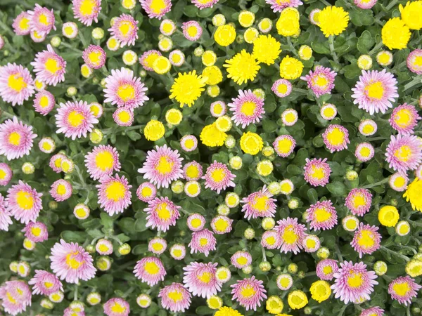 Renkli bir buket çiçek.