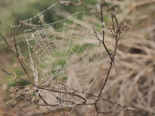 Çiğ taneli örümcek ağı