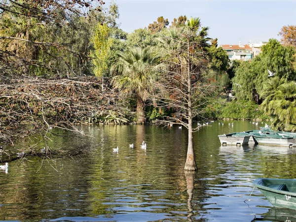 Kürekli ağaçlarıyla çevrili bir havuzda