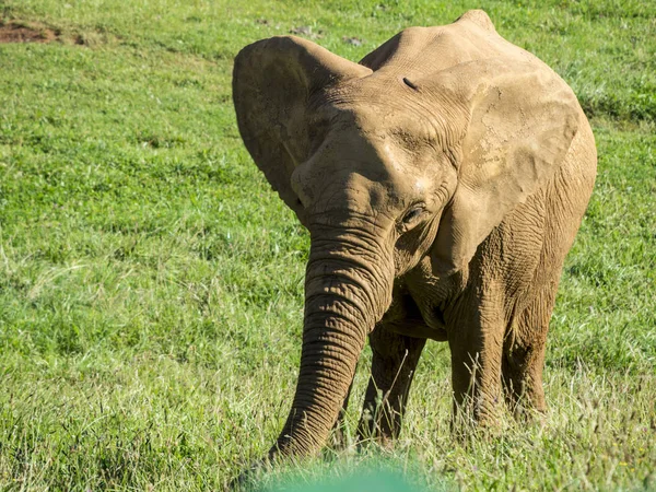 Afrika fili ot yiyor