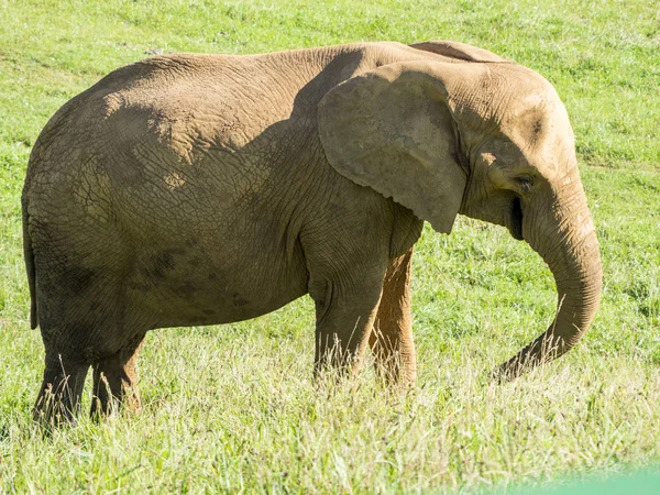 Elefante Africano Comiendo Hierba — Foto de Stock