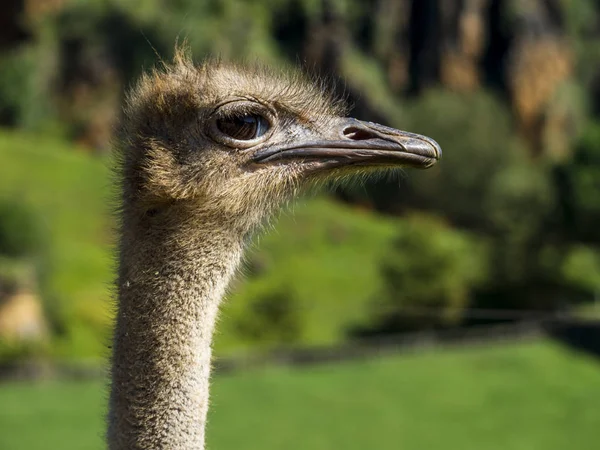 Ostrich Head Close — Stock Photo, Image