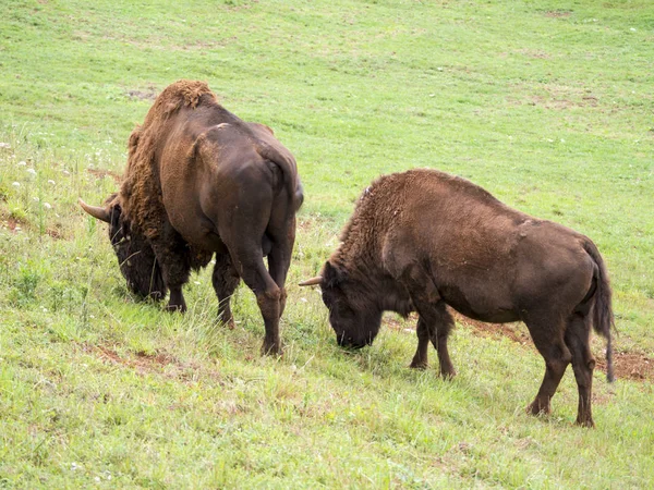 Bison Broutant Dans Une Prairie — Photo