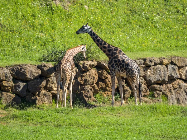 Zürafalar otlatma birkaç