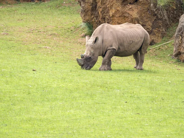 Rinoceronte Pastando Prado — Foto de Stock