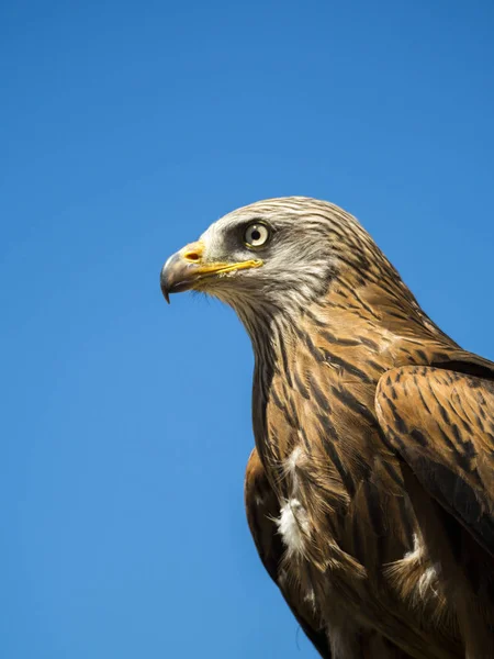 Yırtıcı Kuş yakın çekim