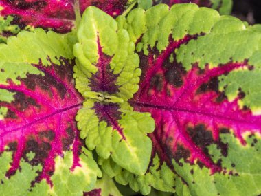 Yakından görülen renkli yapraklar