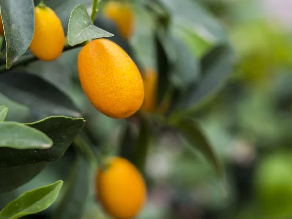 Oranges hanging on the branches of an orange tree