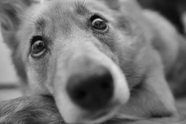 Retrato Preto Branco Karelo Finnish Laika — Fotografia de Stock