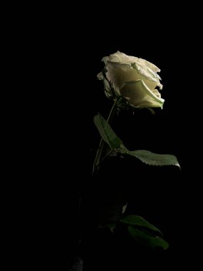 Bir tomurcuk üzerinde damla ile beyaz gül