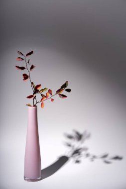 Spiraea chamaedryfolia pembe bir vazo kırmızı yaprakları ile. Sonbahar natürmort