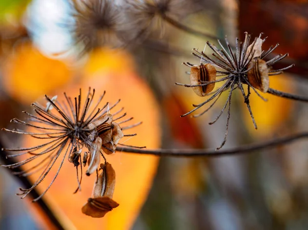 Obstsaat Herbst — Stockfoto