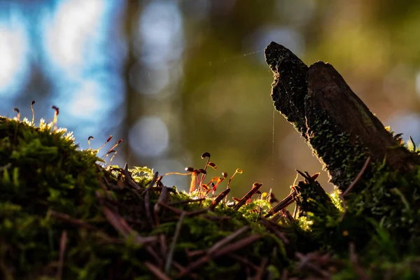 Örümcek ağları, yosun ve iğneler ile Kütük