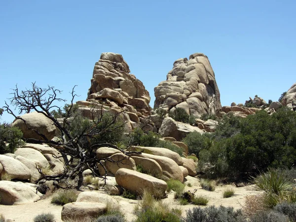 Joshua Tree Np, Kaliforniya, ABD ziyareti