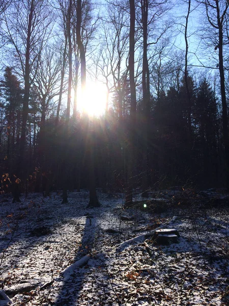 Ruheforst Verlagsgesellschaft mezarlık orman Almanya