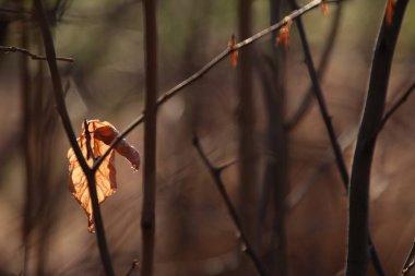 sonbaharda güneş ışığında bir Alman ormanında kurutulmuş yaprakların