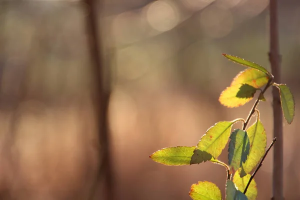 sonbaharda güneş ışığında bir Alman ormanında kurutulmuş yaprakların