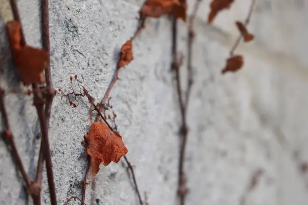 Beton bir duvara kuru asma yaprak 