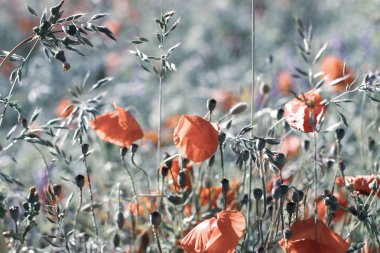 Poppy Wildflower alanlar