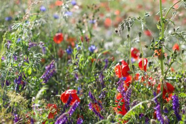 Poppy Wildflower alanlar