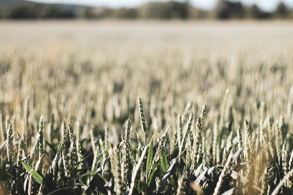 Poppy Wildflower alanlar