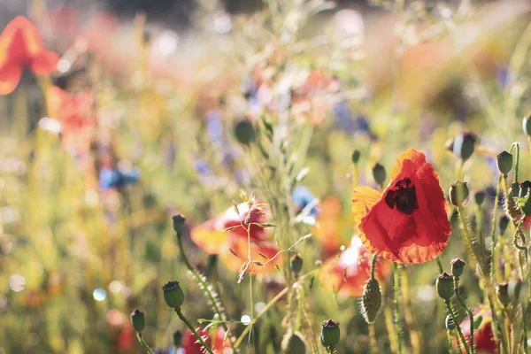 Poppy Wildflower alanlar