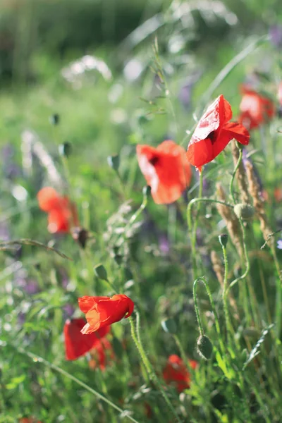 Poppy Wildflower alanlar