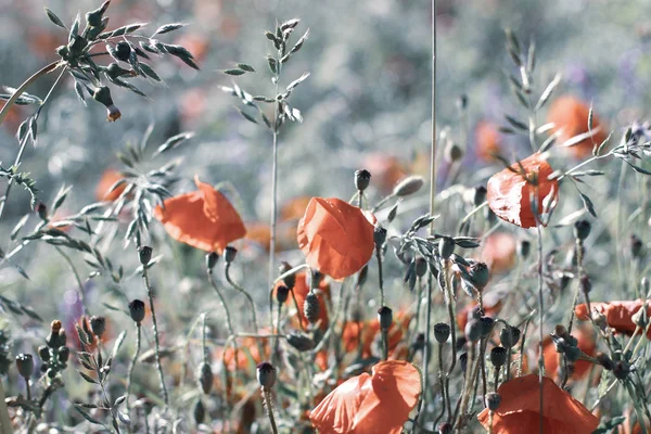 Poppy Wildflower alanlar