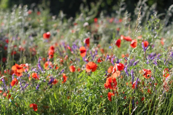Poppy Wildflower alanlar