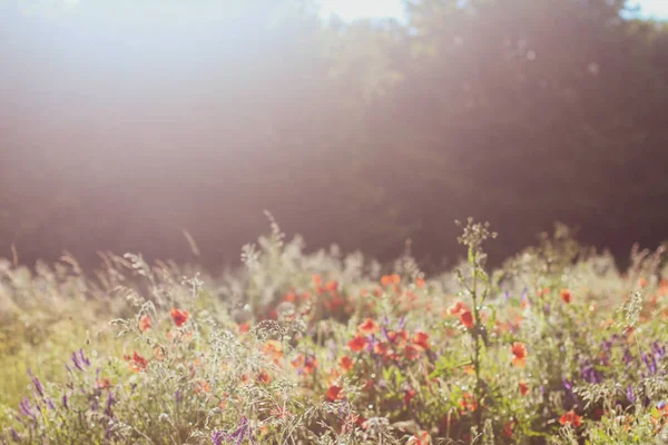 Poppy Wildflower alanlar