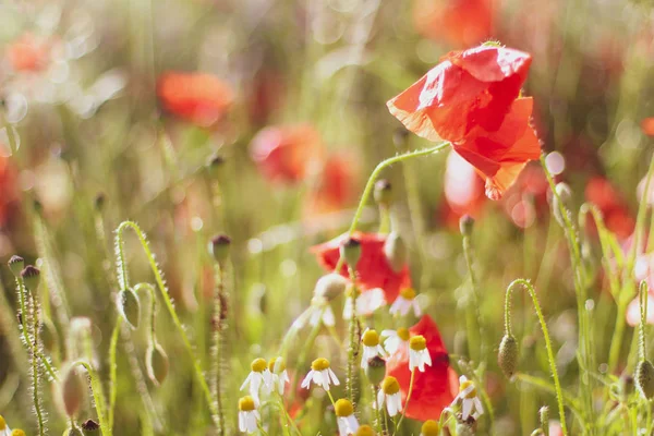 Poppy Wildflower alanlar