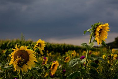 Ağustos ayında Ayçiçeği Yama