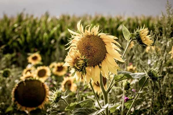Ağustos ayında Ayçiçeği Yama