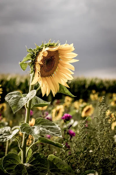 Ağustos ayında Ayçiçeği Yama