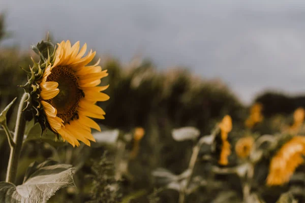 Ağustos ayında Ayçiçeği Yama