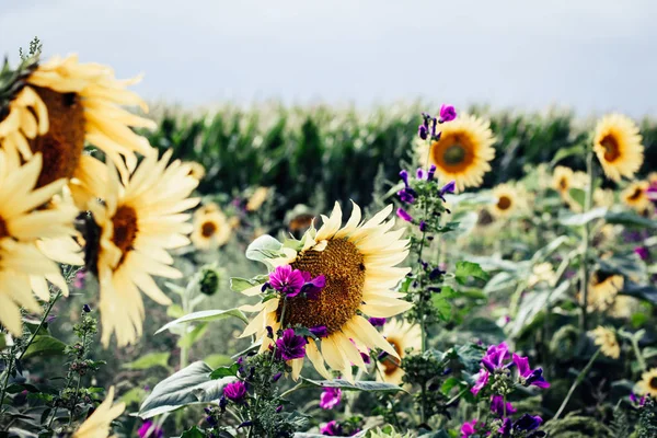 Parche de girasol en agosto Imágenes de stock libres de derechos