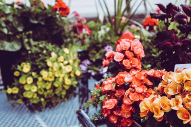 bir dükkanda saksılar