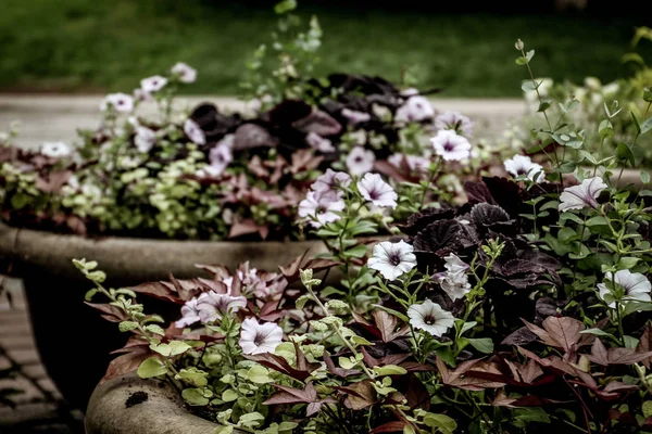 Fiori in vaso in piena fioritura in estate — Foto Stock