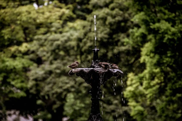 birds playing in a fountain