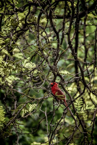 Un uccello cardinale su un albero — Foto Stock